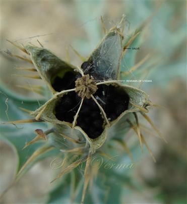  Dehiscing capsule